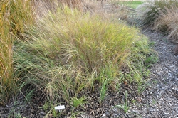 Big Bluestem