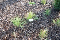 Big Bluestem