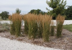 Big Bluestem