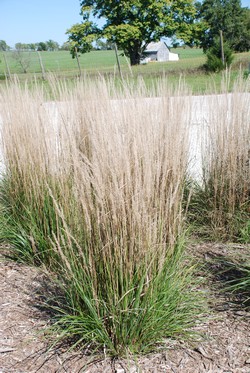 Big Bluestem