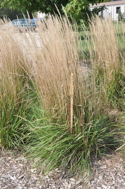 Big Bluestem
