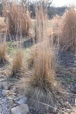 Big Bluestem