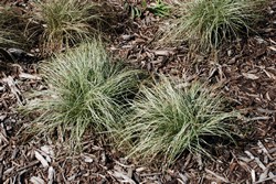 Big Bluestem