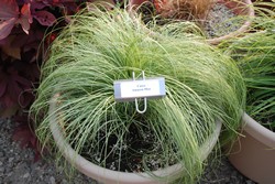 Big Bluestem