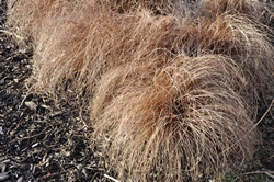 Big Bluestem