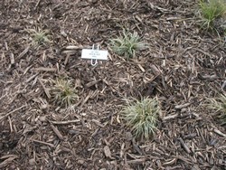 Big Bluestem