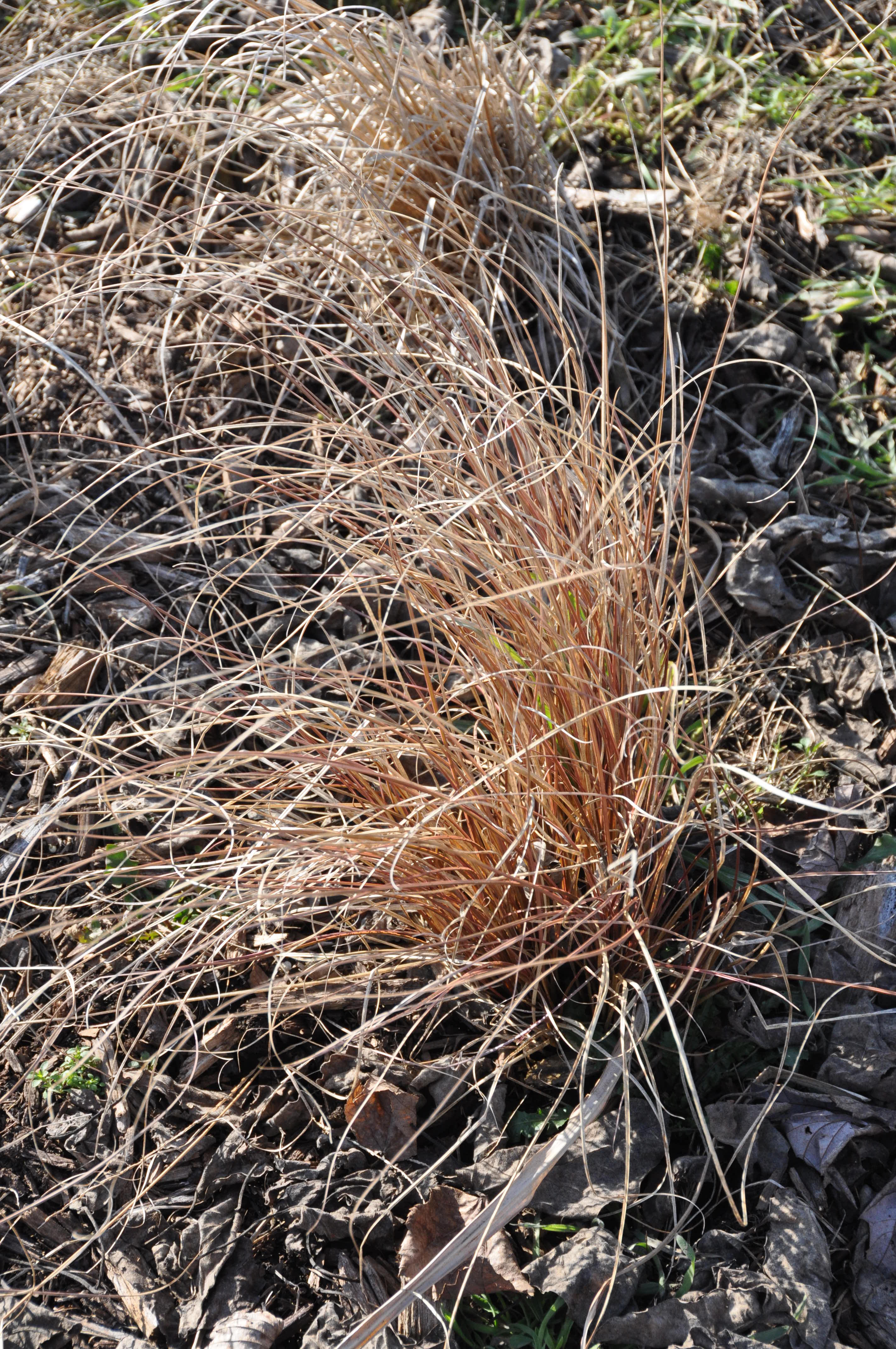 Big Bluestem