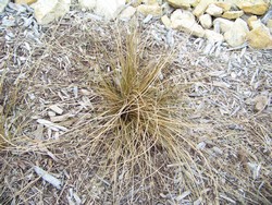 Big Bluestem