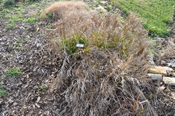 Big Bluestem