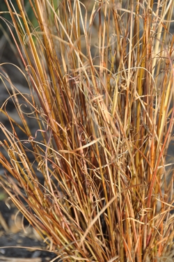 Big Bluestem