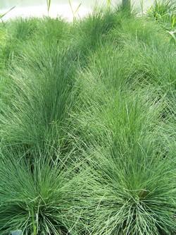 Big Bluestem