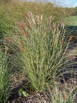 Big Bluestem
