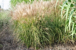 Big Bluestem