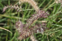 Big Bluestem