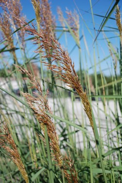 Big Bluestem