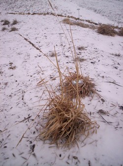 Big Bluestem