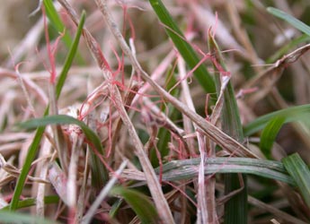 What Is Red Thread?, Weed and Disease Identification Tips