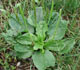 Broadleaf Weeds