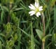 Broadleaf Weeds