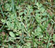 Broadleaf Weeds