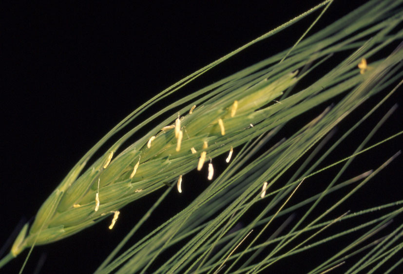 Triticum timopheevii subsp. armeniacum