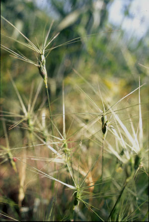 Aegilops biuncialis