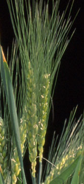 Triticum turgidum subsp. carthlicum