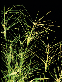 Aegilops columnaris