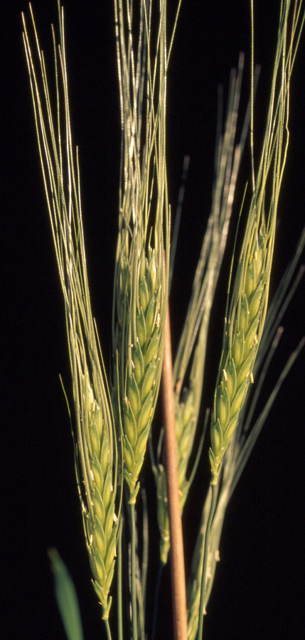 Triticum turgidum subsp. dicoccoides