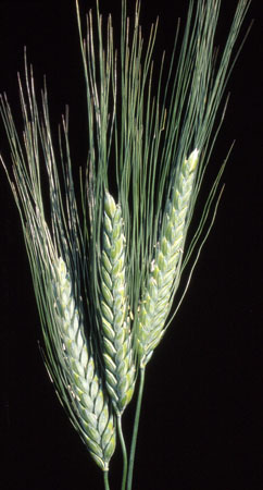 Triticum turgidum subsp. dicoccum