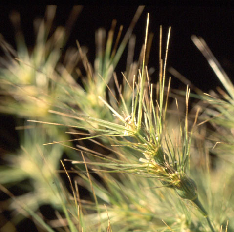 Aegilops geniculata