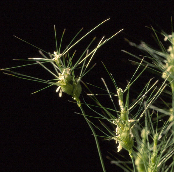 Aegilops neglecta