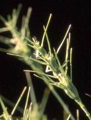 Aegilops peregrina