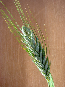 Triticum turgidum subsp. polonicum