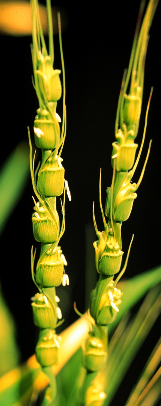 Aegilops tauschii