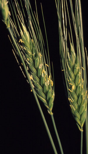 Triticum timopheevii subsp. timopheevii