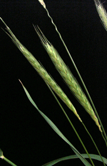 Triticum urartu