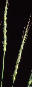 Aegilops ventricosa