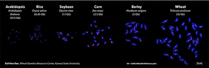 Genome 1