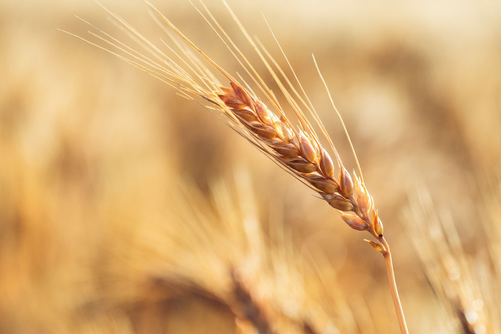 wheat tiller