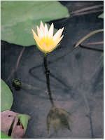 flower in the pond